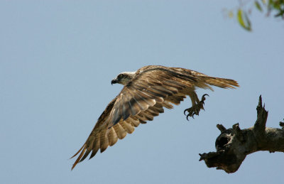 Osprey (Juv.)