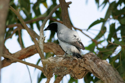 Black-faced Cuckoo-Shrike