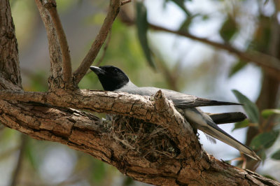 Black-faced Cuckoo-Shrike