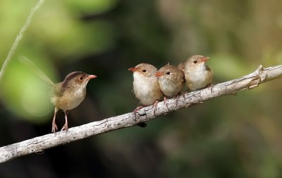 Juvenile Red-Backed Wren.jpg