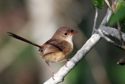 Juvenile Red-Backed Wren