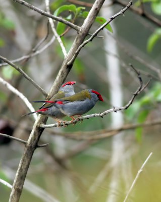 Red Browned Firetail