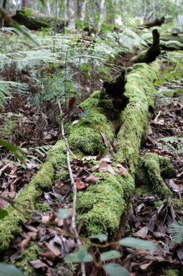 Rainforest