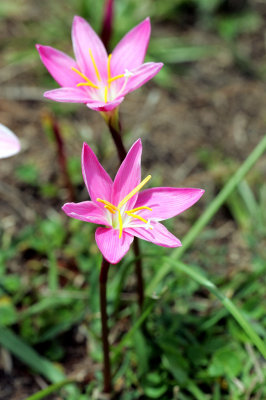 Flora