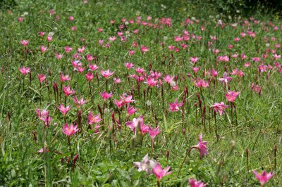 Flora