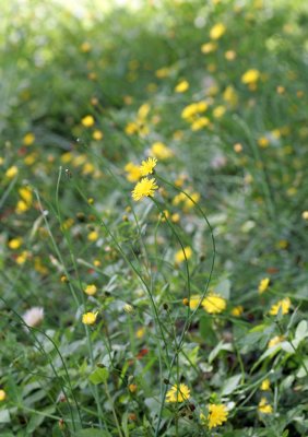 Flora