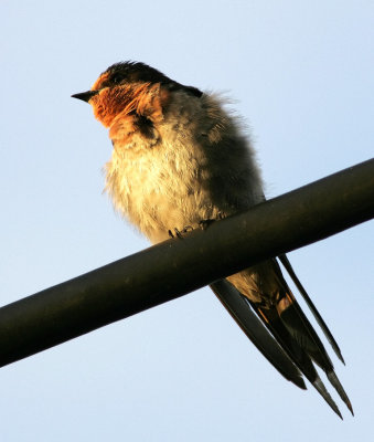 Welcome Swallow watching the sunrise