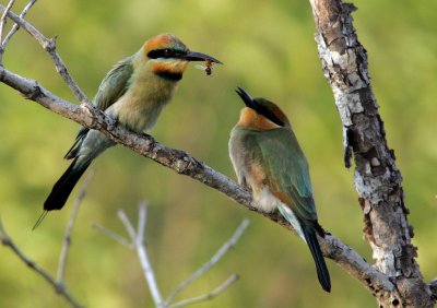 Bee-Eater, Adult + Juv.