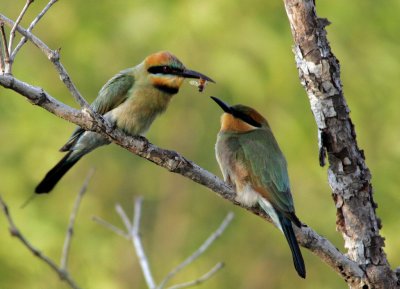 Bee-Eater, Adult + Juv.
