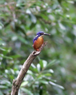 Eastern Azure Kingfisher