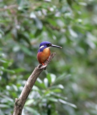 Eastern Azure Kingfisher