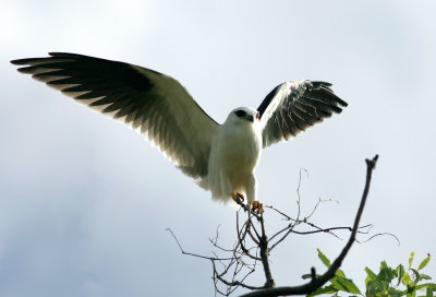 Black-Shouldered Kite