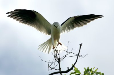 Black-Shouldered Kite