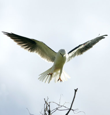 Black-Shouldered Kite
