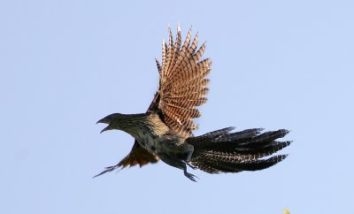 Cukoo Dove in Flight