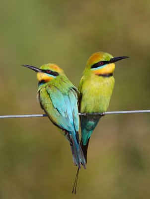 Rainbow Bee-eater pair