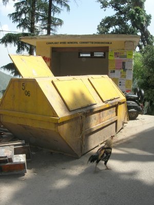 For any complaints, go here:  the Dharamsala Municipal Committee's Complaint Office.  Officer in foreground?