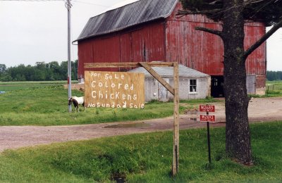 For Sale Colored Chicken (Upper Penninsula, MI)