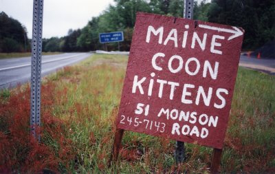 Maine Coon Kittens (Brimfield, MA)