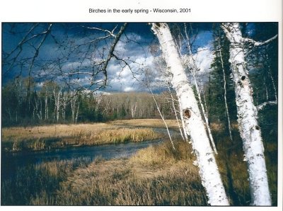 A photo Dad took in 2001 entitled, Birches in the Spring