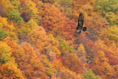 Fall Vulture 1s.jpg