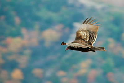 Fall Vulture 2s.jpg