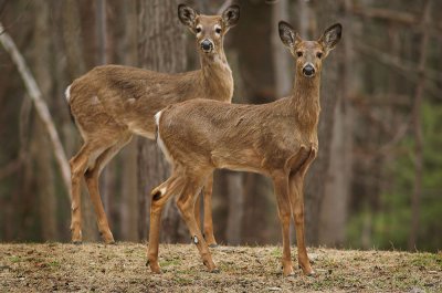 Deer 4-8-7 2s.jpg