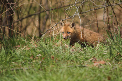 Fox pup 1s.jpg