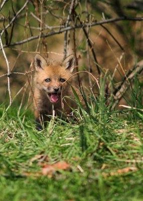 Fox pup 4s.jpg