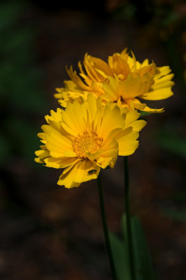 Coreopsis 6s.jpg