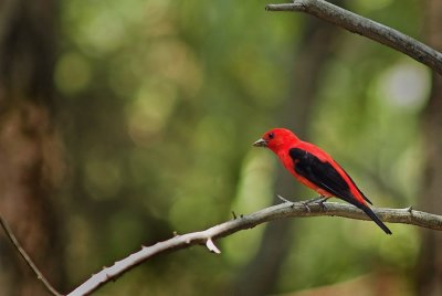 Scarlet Tanger 2sc.jpg