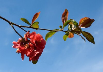 Rosendal-16