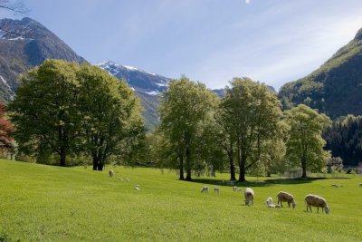 Rosendal-6