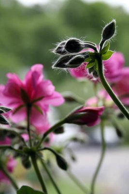 _MG_4068_ps_web.jpg