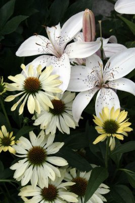 _MG_5513_ps_web.jpg