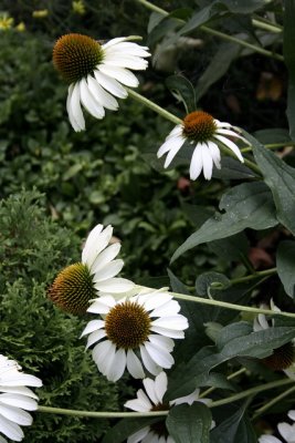 _MG_9087_acd2_web.jpg