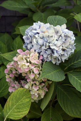 _MG_0199_cs3_web.jpg