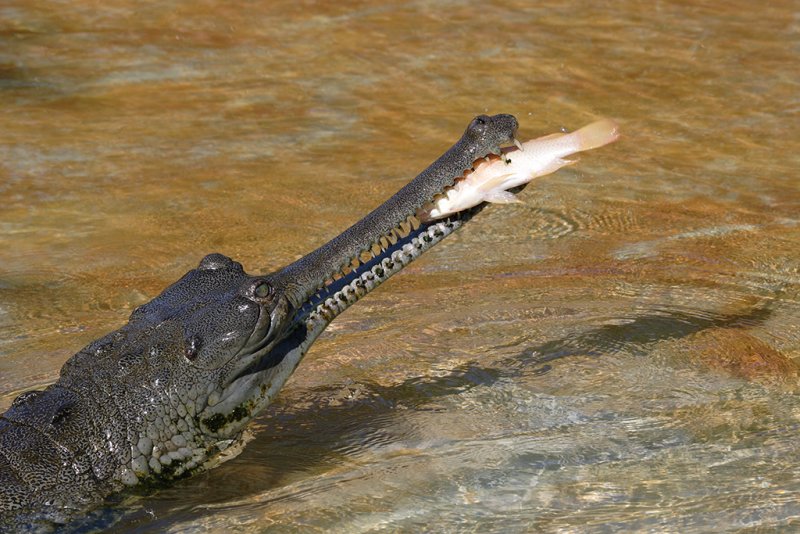 Gharial