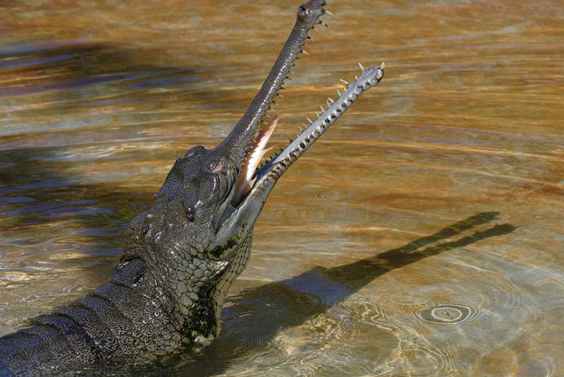 Gharial