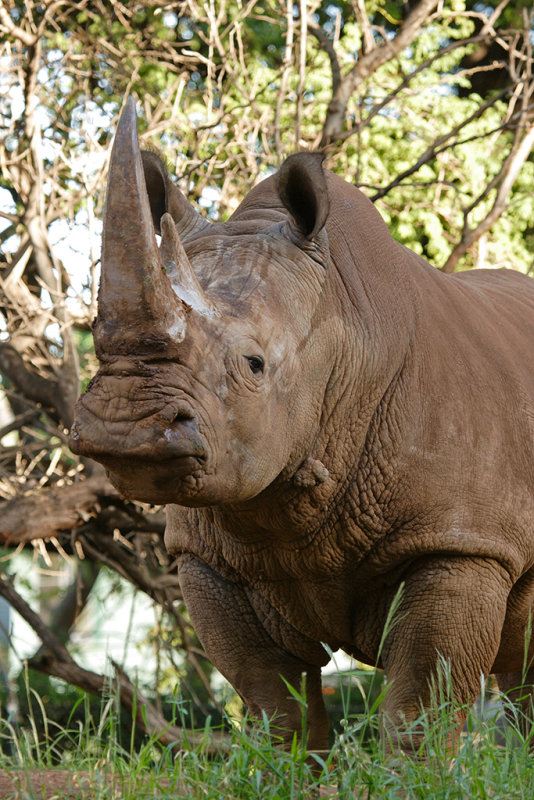 Kruger