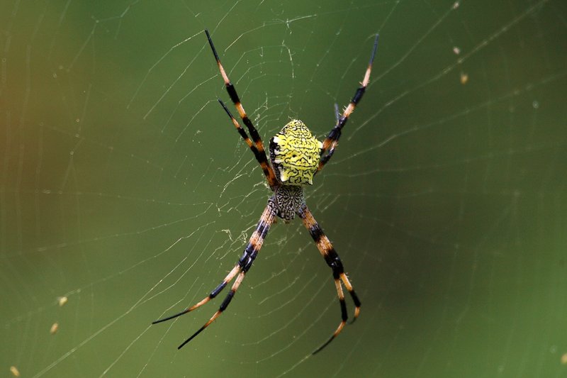 Spider