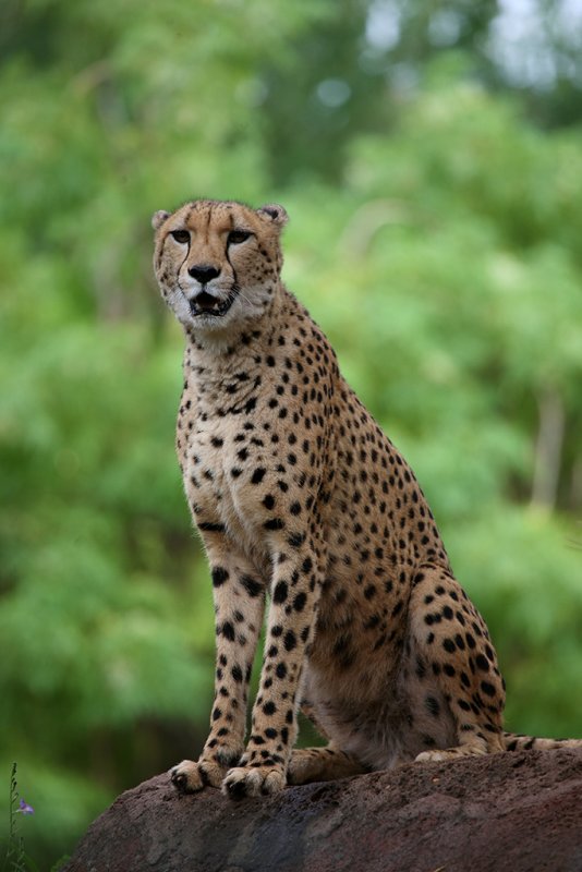 Oringo
