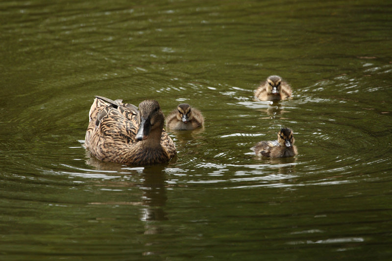 Mama Duck