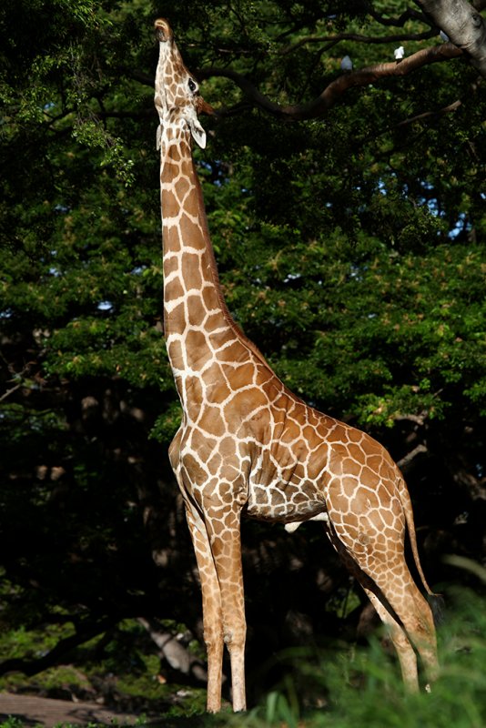 Giraffe