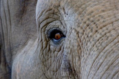Eye Of The Elephant