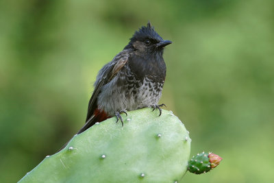 Red Vented Bulbul