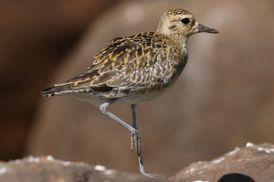 Golden Plover