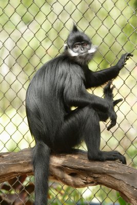 Francois Langur Monkey