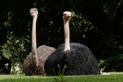 Ostrich