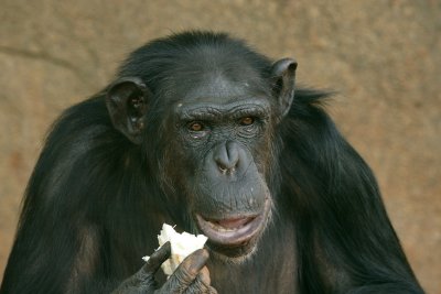 Chimpanzee
